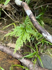 Selaginella longipinna