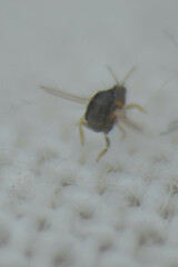 Thrips