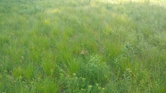 Carex waponahkikensis