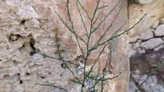 Symphyotrichum subulatum