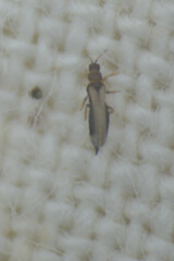 Thrips