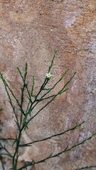 Symphyotrichum subulatum