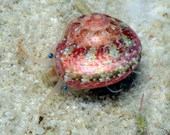 Sericominolia vernicosa