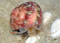 Sericominolia vernicosa