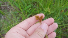 Carex waponahkikensis