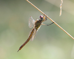 Pantala flavescens