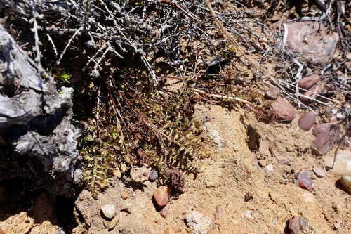 Image of Arroyo de La Cruz lousewort by (c) paulexcoff, some rights reserved (CC BY-SA)