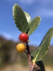 Rhamnus pirifolia