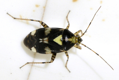 Liocoris tripustulatus