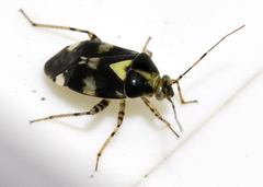 Liocoris tripustulatus