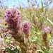 Heckard’s Owl’s-Clover - Photo (c) paulexcoff, some rights reserved (CC BY-SA), uploaded by paulexcoff