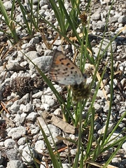 Lycaena cupreus