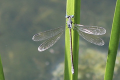 Lestes eurinus
