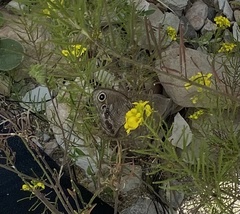 Cercyonis sthenele
