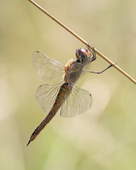 Pantala flavescens