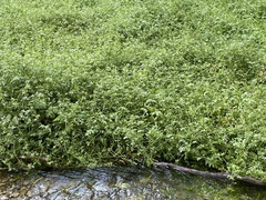 Nasturtium microphyllum