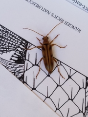 Ortholeptura valida