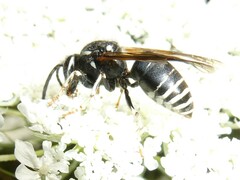 Vespula consobrina