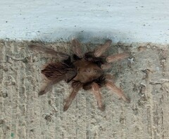 Dugesiella anitahoffmannae