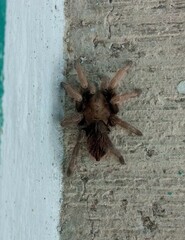 Dugesiella anitahoffmannae