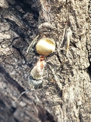 Camponotus pellarius