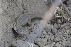 Sceloporus aeneus