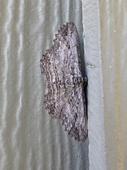 Iridopsis obliquaria