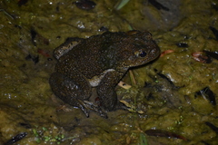 Rhinella limensis