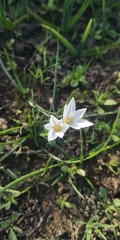 Tristagma bivalve