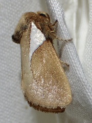 Prolimacodes trigona