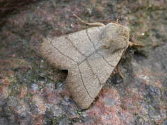 Charanyca trigrammica