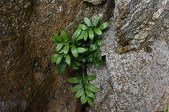 Asplenium obtusatum sphenoides