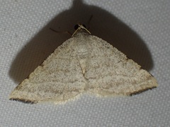 Taeniogramma octolineata