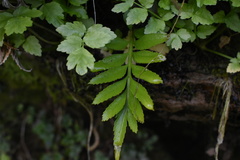 Asplenium obtusatum sphenoides