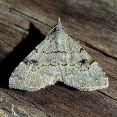 Nychioptera noctuidalis
