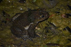 Rhinella limensis