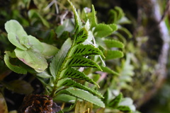 Asplenium obtusatum sphenoides