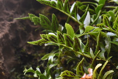 Asplenium obtusatum sphenoides