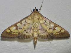 Mimorista