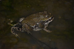 Rhinella limensis