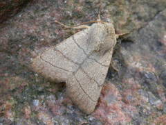 Charanyca trigrammica