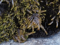 Pseudostereodon procerrimus