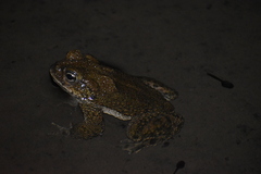 Rhinella limensis