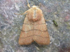 Charanyca trigrammica