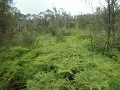 Machaerina complanata