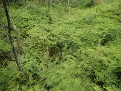 Machaerina complanata