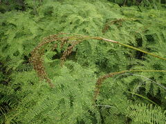 Machaerina complanata