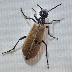 Epicauta ochrea