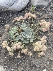 Physaria didymocarpa