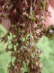 Machaerina complanata